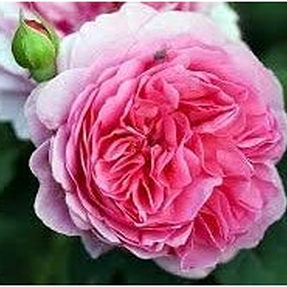 Damask Rose Bush Seeds for Planting [neera-v5-8d9c858c878b3aead5e1]