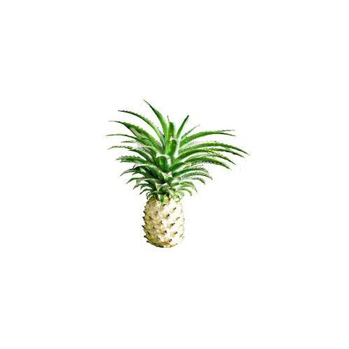 White Flesh Pineapple Fruit Seeds for Planting [neera-v5-8dabda404a7fe1a694ed]