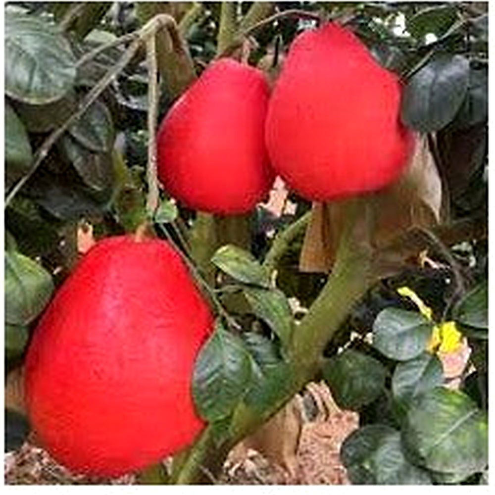 Ruby Red Pomelo Fruit Seeds for Planting [neera-v5-8dae05f70afce2d70778]