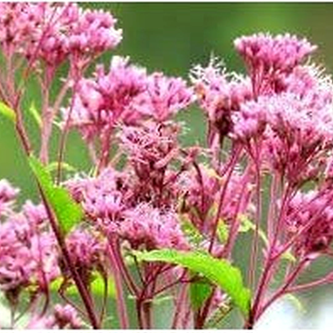 Heirloom Joe Pye Flower Seeds Non-GMO for Garden Planting Tall Pollinator-Friendly Blooms [neera-v5-8db1c0b3e01cd794bef3]