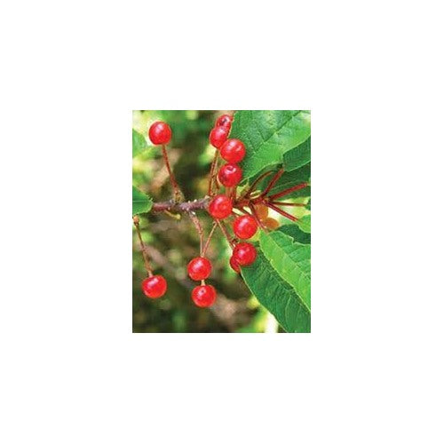 Pin Cherry (Prunus pensylvanica) Fruit Seeds for Planting [neera-v5-8db50c1fc48c4d3e6d66]