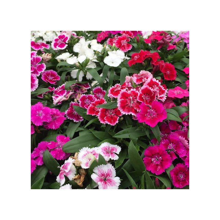 Mixed Dianthus Flower Planting Organic Heirloom Non Gmo Flower Seeds Home Garden Planting, [neera-v5-8dbcb1a9b8227bdf4cd9]