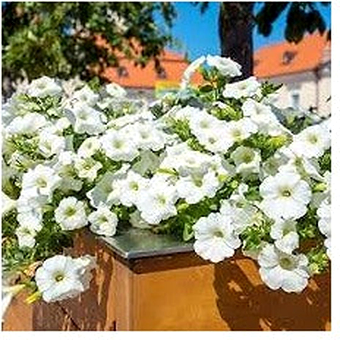 White Petunia Wave Flower Seeds [neera-v5-8dc6b8b1c5ed1eac5861]