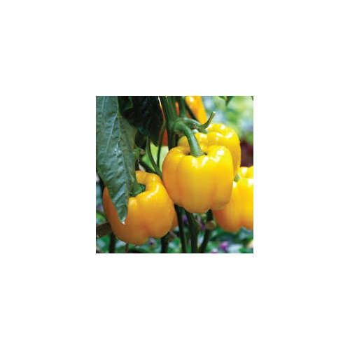 Yellow Bell Peppers Vegetable Seeds for Planting [neera-v5-8dcfdb0626c797291272]