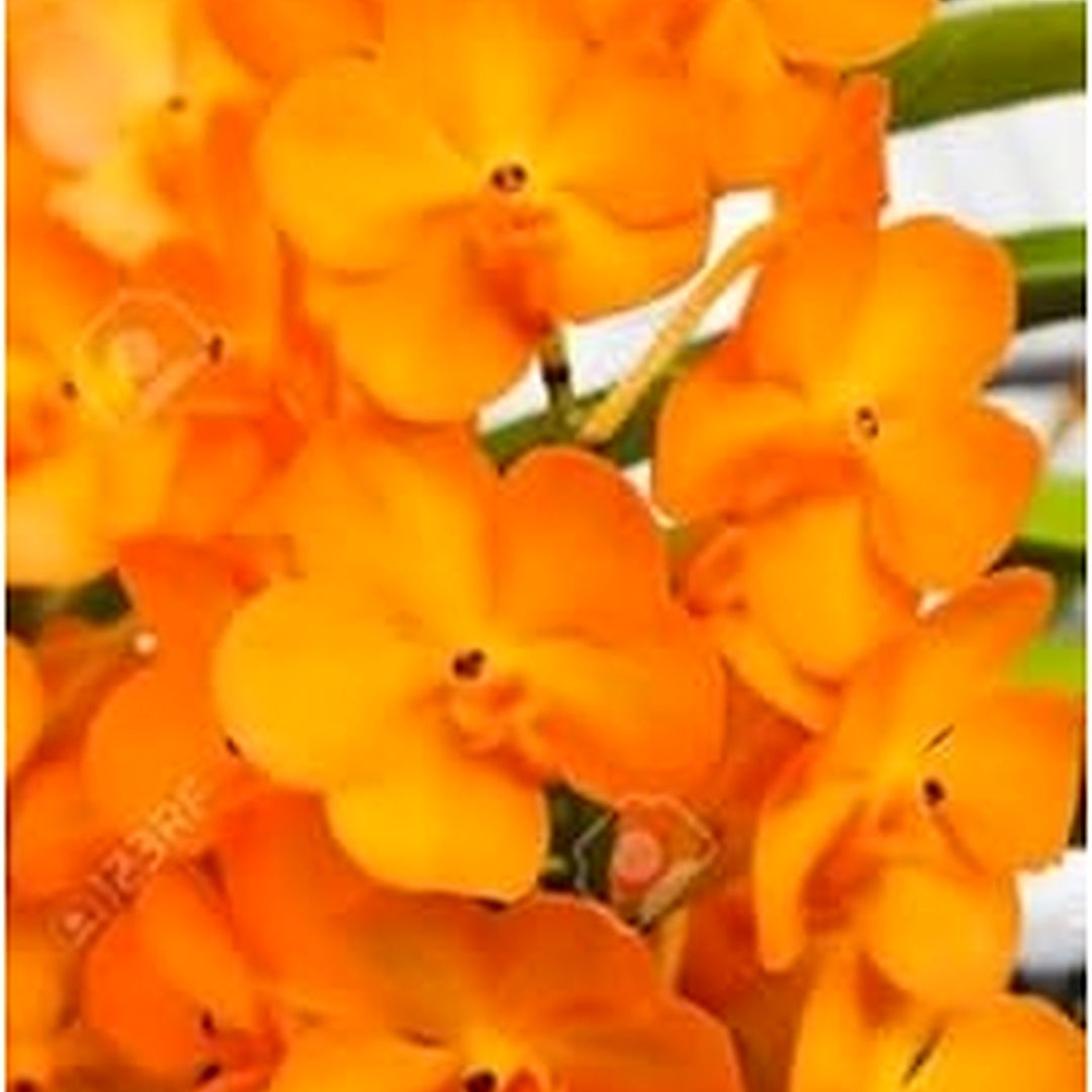 Heirloom Non-GMO Dark Orange Phalaenopsis Orchid Flower Seeds [neera-v5-8dd12ef522e2b4d797ba]