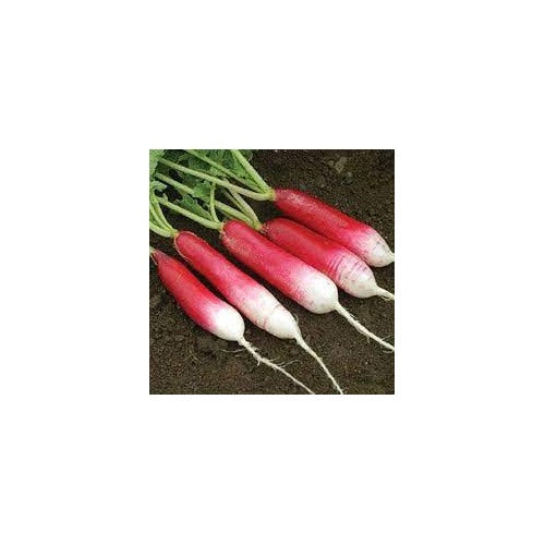 Heirloom Non-GMO Radish Mila Seeds for Vegetable Gardening [neera-v5-8dd352d00542877a3a87]