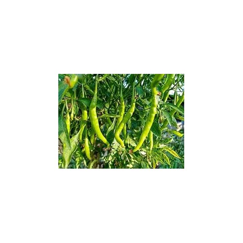 Hot Pepper Seeds for Planting [neera-v5-8ddafbb3189a8dc82ebb]