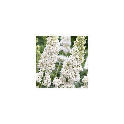 White Butterfly Bush Buddleia Davidii Seeds for Planting [neera-v5-8ddd233d4e356b2a0109]