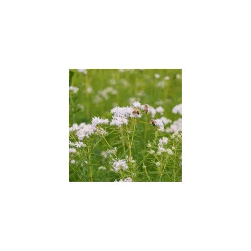 White Mountain Mint Flower Seeds for Planting [neera-v5-8de64a346dce9ec60106]