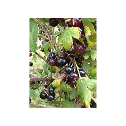Black Currant (Ribes nigrum) Plant Seeds for Planting [neera-v5-8df8647ccc71ab7f4947]