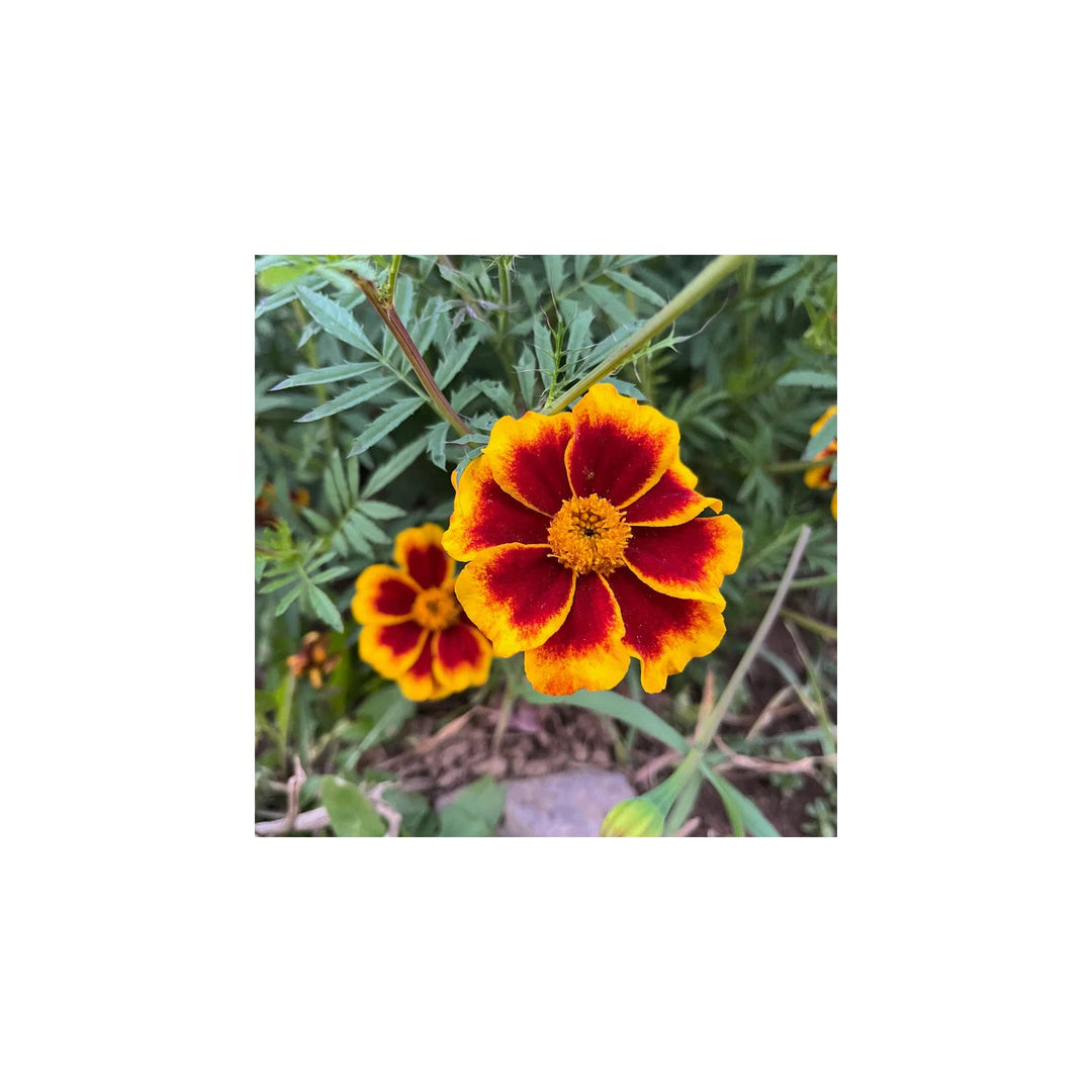 Marigold Nano Dainty Marietta Tagetes Patula Flower For Home Garden Borders And Planting Flower [neera-v5-8e018ee3e986b2600146]