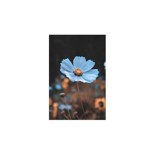 Blue Cosmos Flower Seeds for Planting [neera-v5-8e049ec81694adfd64ac]