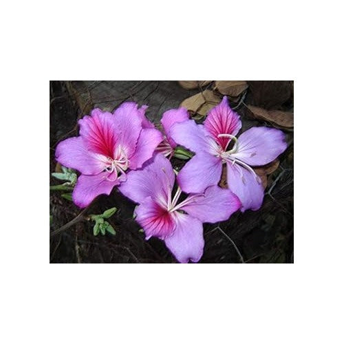 Lavender Bauhinia Tree Seeds for Planting [neera-v5-8e051784f866dd9c8bb4]