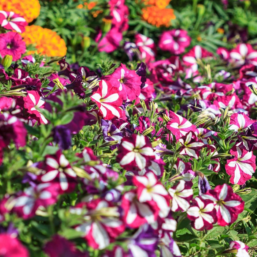 Petunia Hanging Petals Flower Garden Plant Flower Seeds for Home Garden Planting, Ornamental [neera-v5-8e085f8ca22dc2c48c62]