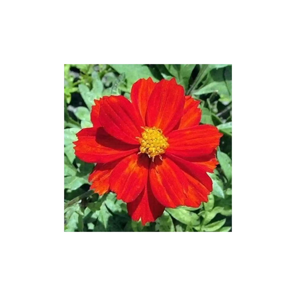 Red Cosmos Flower For Planting Vibrant Garden Blooms Non Gmo Heirloom Flower Seeds for Home Garden [neera-v5-8e0a445ee67bf761c125]