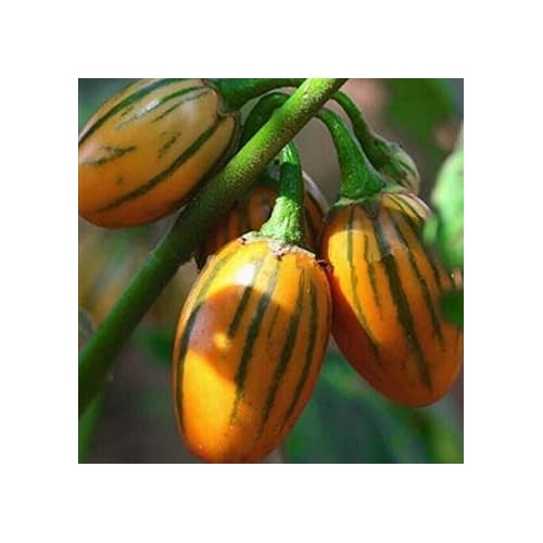 Heirloom Non-GMO Yellow Eggplant Vegetable Seeds for Home Garden Planting [neera-v5-8e113ea256c605d84187]