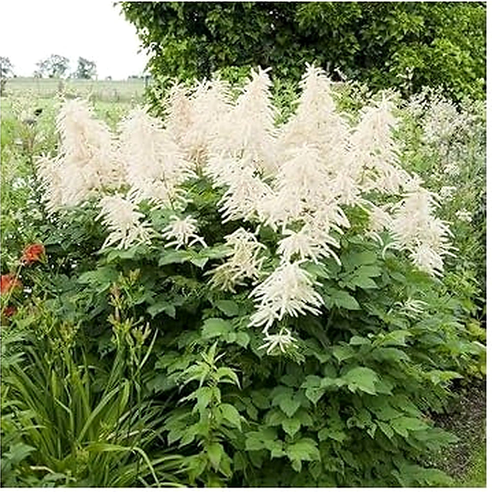 Heirloom Aruncus Dioicus Flower Seeds, Non-GMO Goat's Beard Blooms for Shaded Garden Planting [neera-v5-8e1230754f4bbc4c7412]