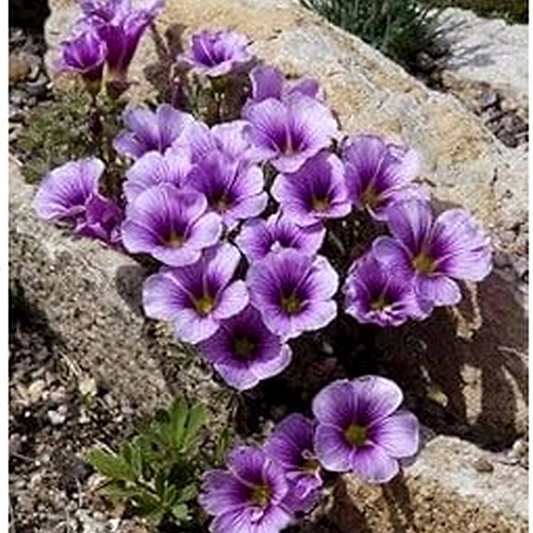 Purple Oxalis Laciniata Seeds [neera-v5-8e164b1713a33ce5634c]