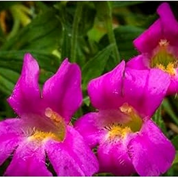 Purple Mimulus Lewisii Flower Seeds for Planting [neera-v5-8e1c5315063274cf5da6]