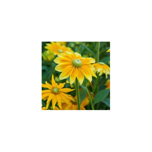Heirloom Rudbeckia hirta ‘Prairie Sun’ Black Eyed Susan Flower Seeds for Planting [neera-v5-8e305e38ed998c68d45f]