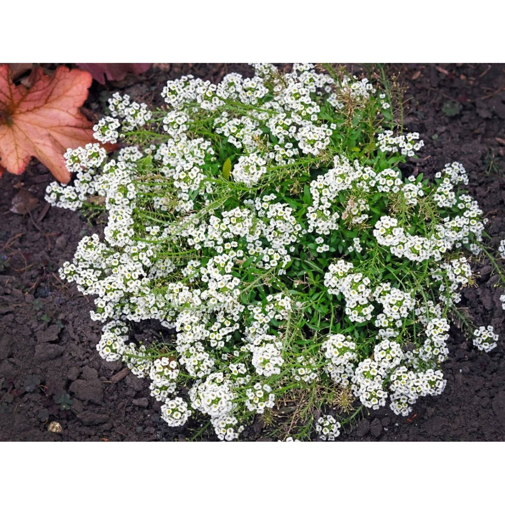 White Sweet Alyssum Lobularia Maritima Flower For Ground Cover And Home Garden Planting Flower [neera-v5-8e376ae3a81da3372040]