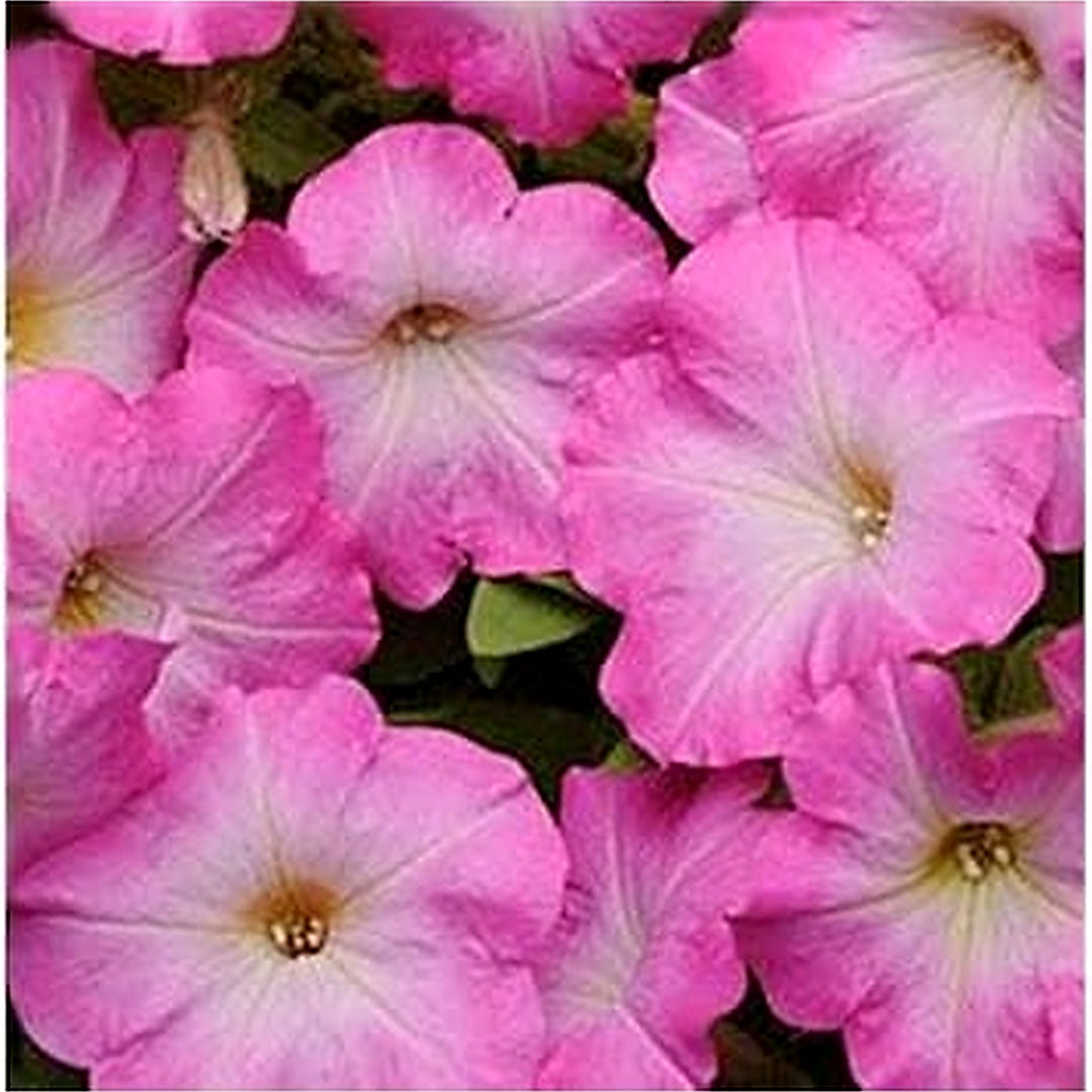 Pink & White Petunia Flower Seeds for Planting [neera-v5-8e4c046084226ad486a2]