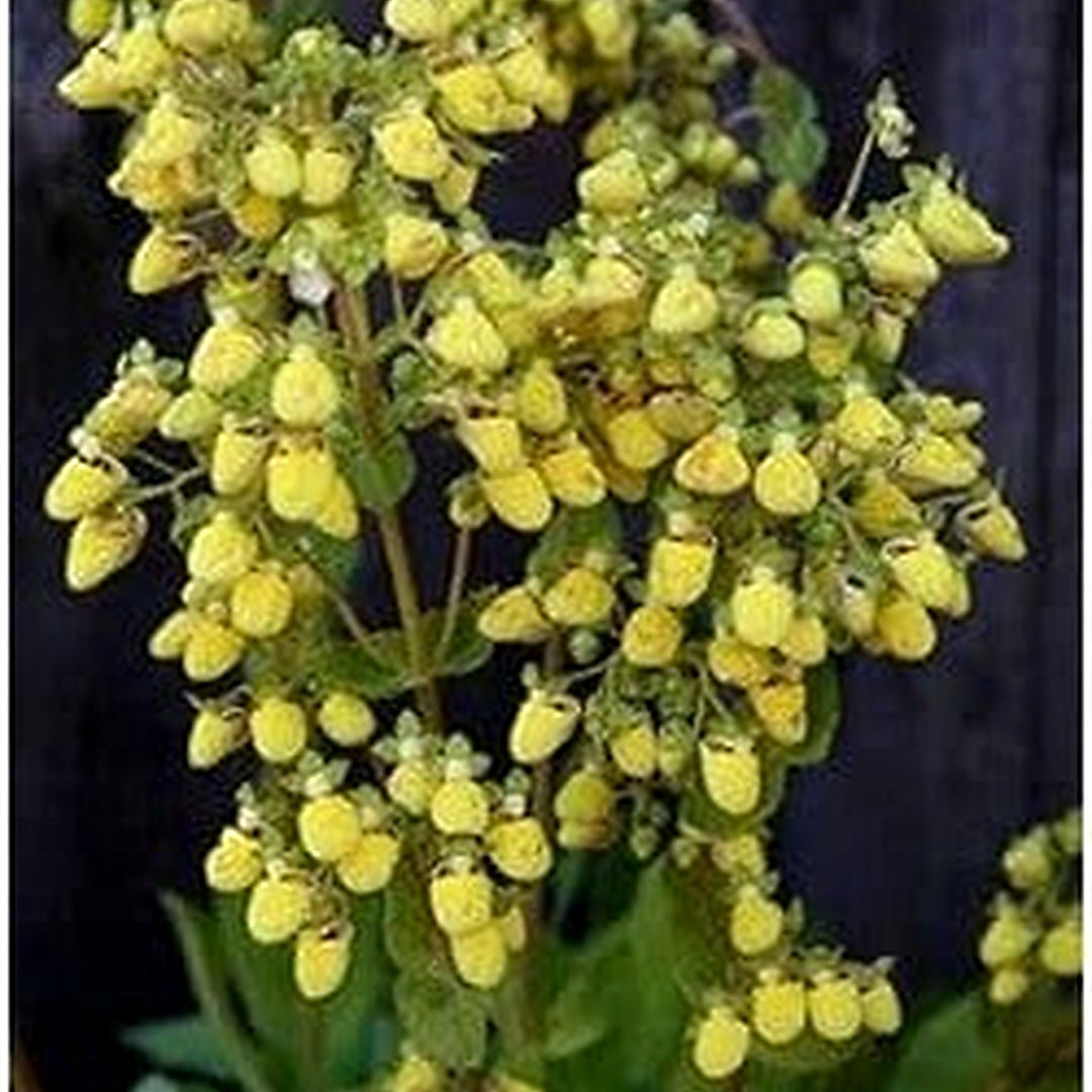 Light Yellow Calceolaria Flower Planting Seeds for Garden [neera-v5-8e61dc66b45a6ada9ffa]