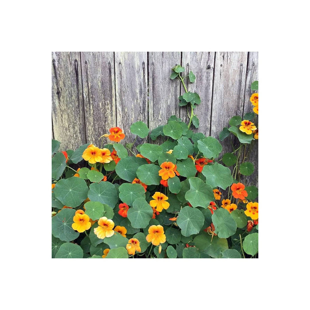 Nasturtium Creeper Flower Tropaeolum Majus For Hanging Baskets And Border Planting Flower Seeds for [neera-v5-8e6200aa43eb245b7383]