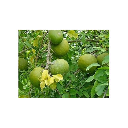 Stone Apple Seeds for Planting [neera-v5-8e727fe333ed33b59779]