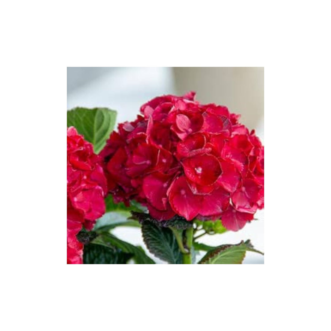 Hydrangea Hydrangea Macrophylla Flower For Backyard Gardening Flower Seeds for Home Garden [neera-v5-8e75f475e67160093f15]