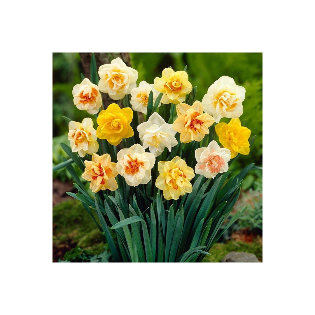 Mixed Daffodil Narcissus Flower Planting Heirloom Non Gmo Vibrant Blooms Flower Seeds Home [neera-v5-8e9d6e8b867cd199ecbd]