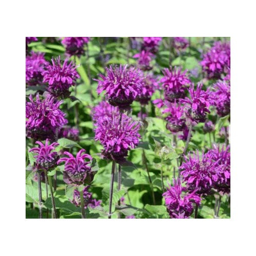 Purple Bee Balm Bergamot Monarda Media Perennial Attracts Bees Non Gmo Heirloom Flower Seeds [neera-v5-8eaf7501fb48e29ed5a2]
