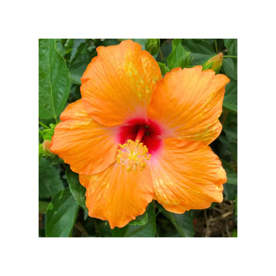 Orange Heirloom Hibiscus Rosa Sinensis Flower Non Gmo Tropical Blooms For Garden Planting Flower [neera-v5-8ec0e02f1d532662138c]
