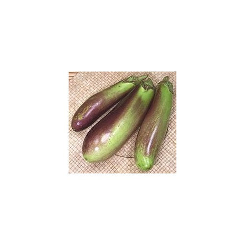 Eggplant Vegetable Seeds for Planting [neera-v5-8ecaa10850ace2d23e06]