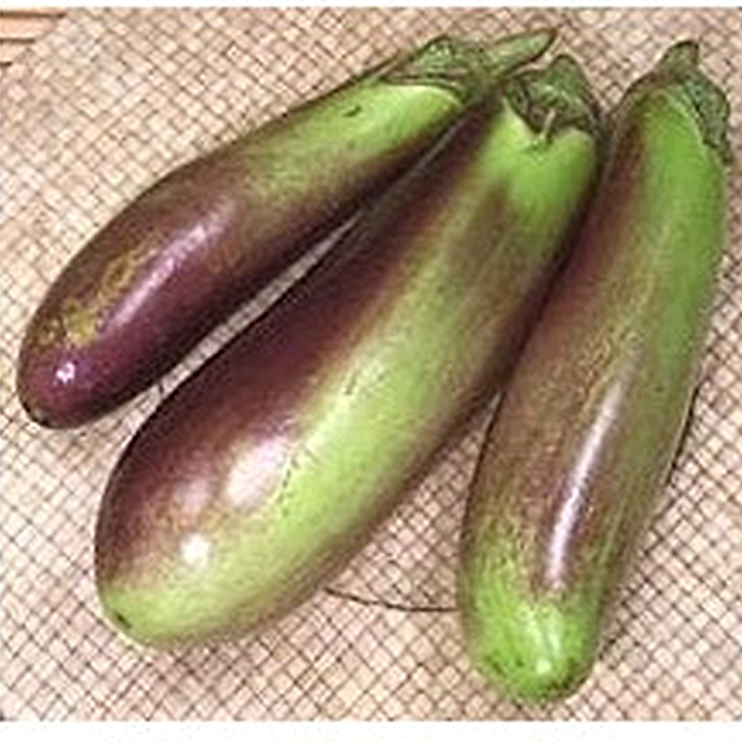 Eggplant Vegetable Seeds for Planting [neera-v5-8ecaa10850ace2d23e06]