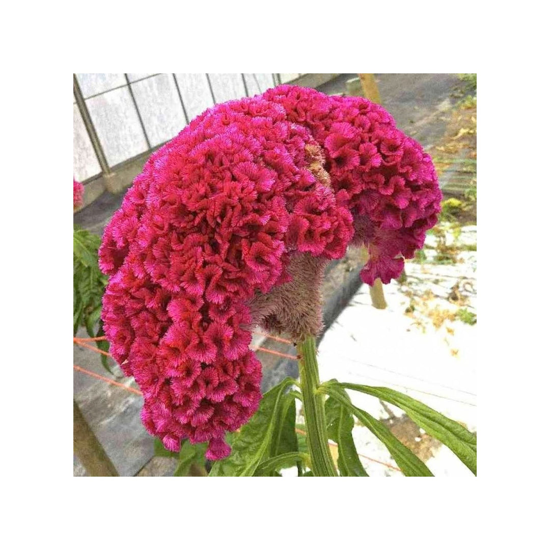 Black Cockscomb Celosia Cristata And Japanese Pine Pinus Thunbergii Combo For Planting In Home [neera-v5-8ecafc54a71706c33315]