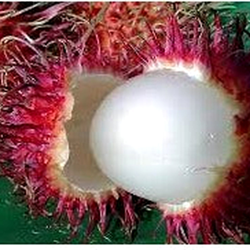 Rambutan Red Fruit Seeds for Garden Planting [neera-v5-8ed1d1555119695bdc6c]