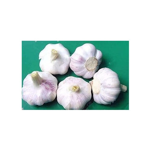 White Garlic Vegetable Seeds for Planting [neera-v5-8edb30647afc87a85a22]