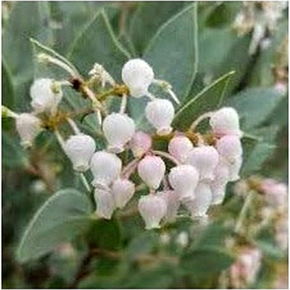 Whiteleaf Manzanita Plant Seeds for Garden Planting [neera-v5-8edb86ebc44bf93200ee]