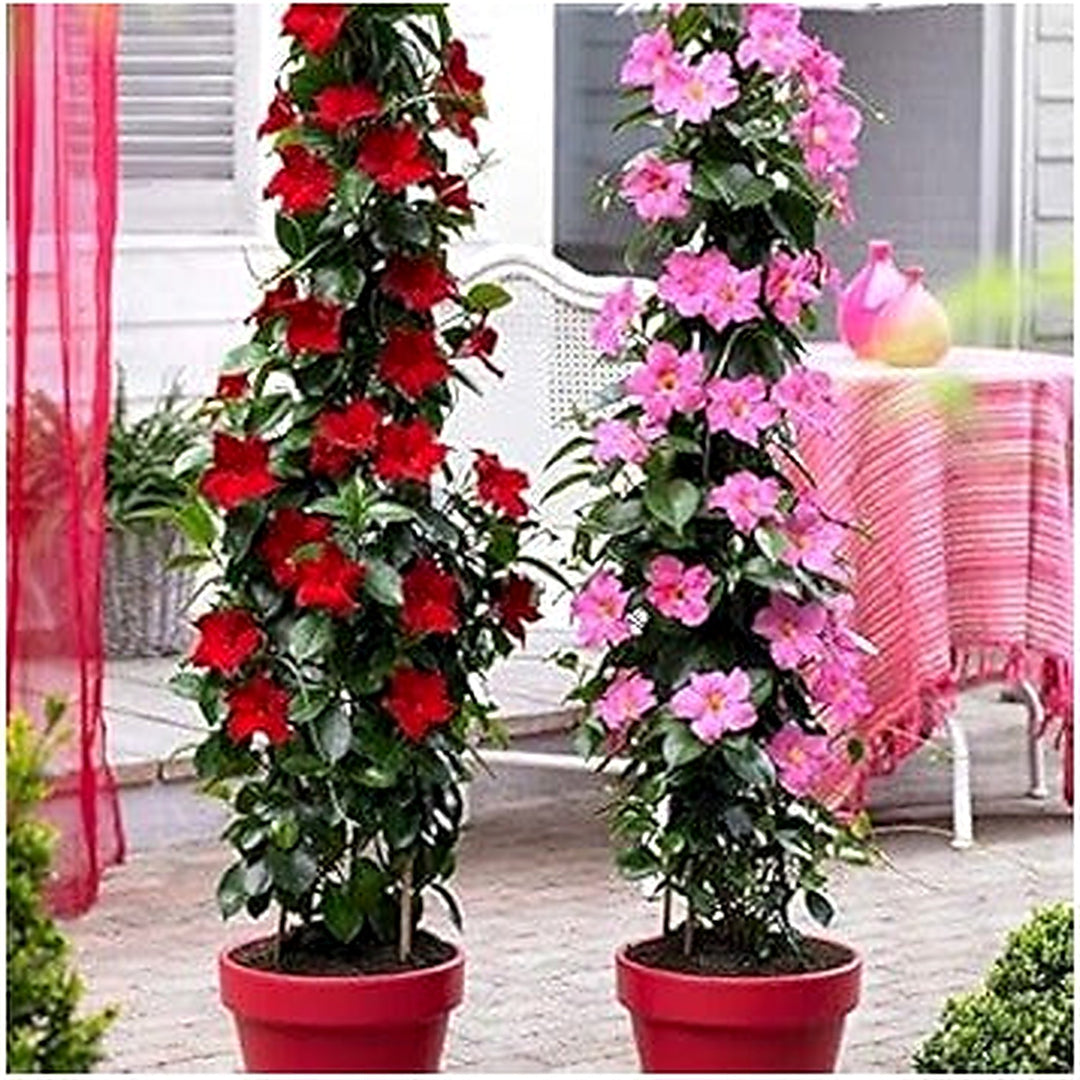 Red Pink Mandevilla Flower Seeds [neera-v5-8eddca92cc42bf4ce186]