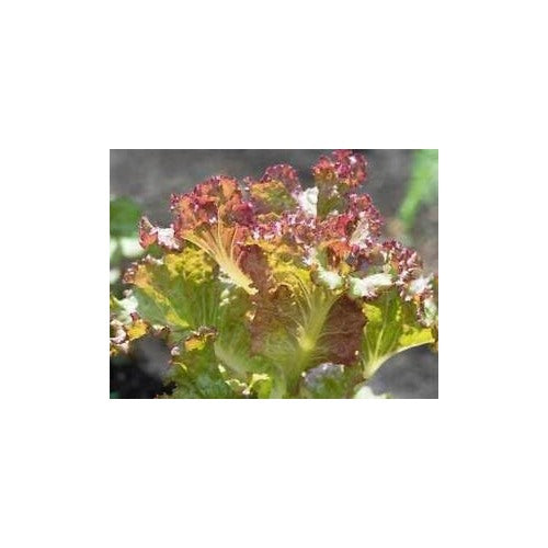Brown Lettuce Seeds for Planting | Heirloom, Non-GMO, High Germination, Organic Garden Seeds [neera-v5-8eed363a7e9298ee51b2]