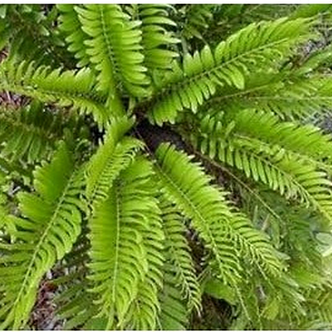 Florida Arrowroot Seeds for Planting [neera-v5-8f063e444f887c18ce5f]