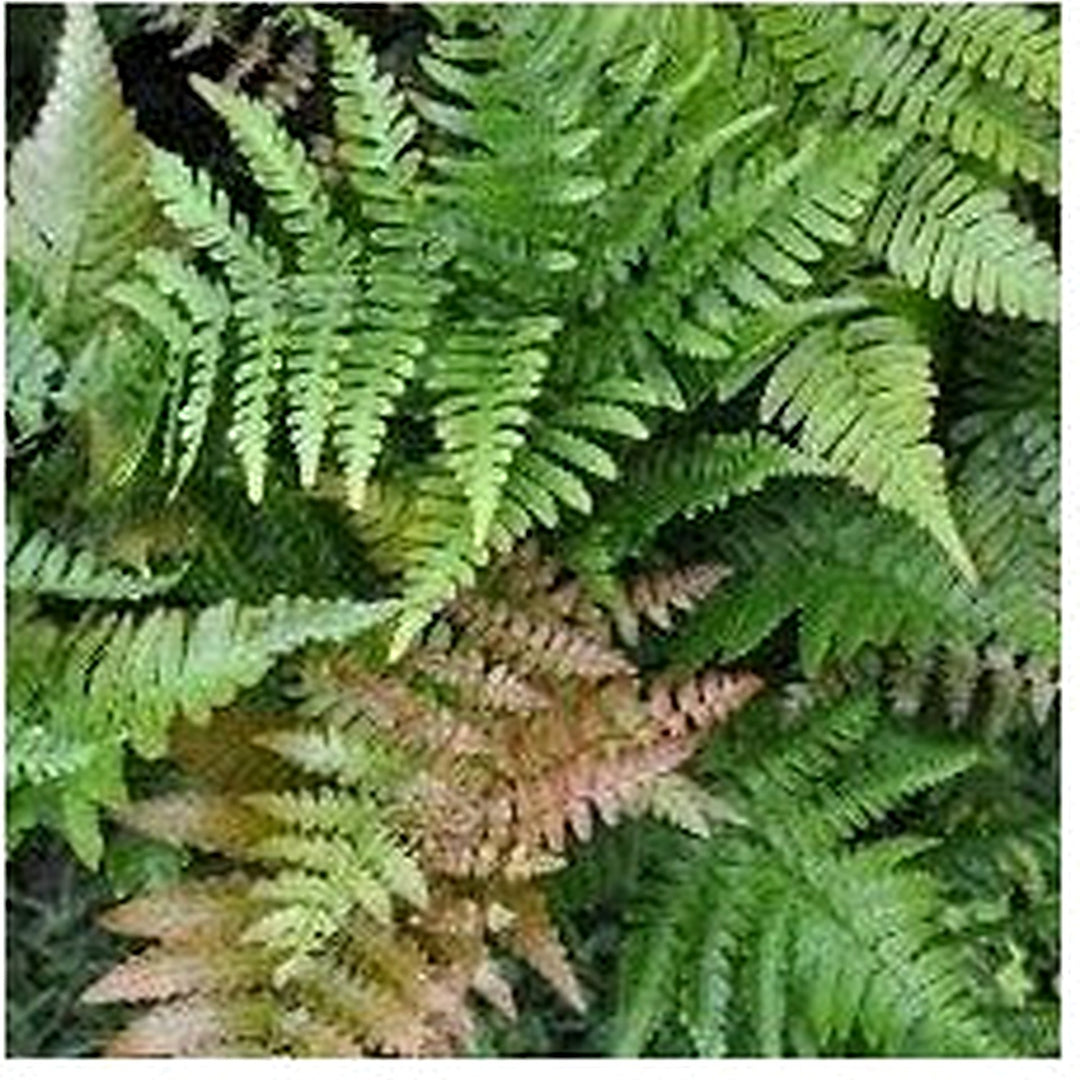 Heirloom Dryopteris Erythrosora Plant Seeds for Planting [neera-v5-8f07b988e3dfe26143b6]