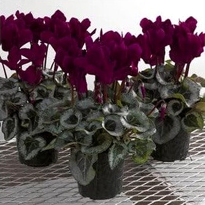 Heirloom Non-GMO Burgundy Cyclamen Flower Seeds [neera-v5-8f09e9909f54a6aae3b0]
