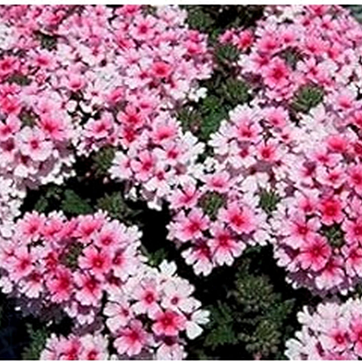 Pink &amp; White Verbena Heirloom Non-GMO Seeds for Planting [neera-v5-8f0a0bbfbaa950c08086]