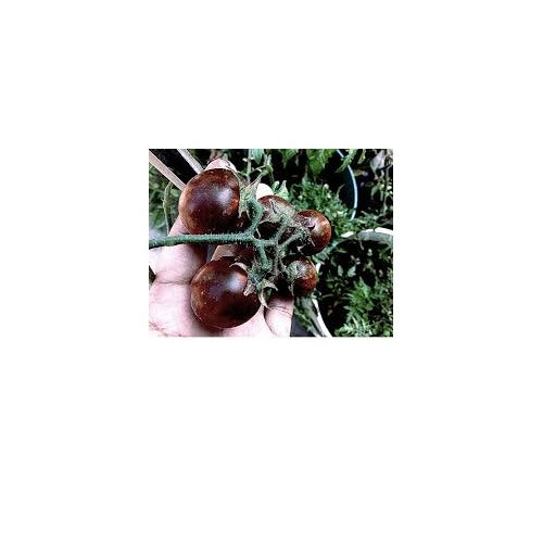 Red Black Tomato Vegetable Seeds for Planting [neera-v5-8f3a2e56eccacea27145]