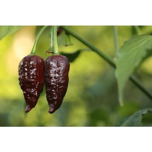 Chocolate Bhutlah Pepper Vegetable Seeds for Planting [neera-v5-8f3bd8b39ace9fe36612]