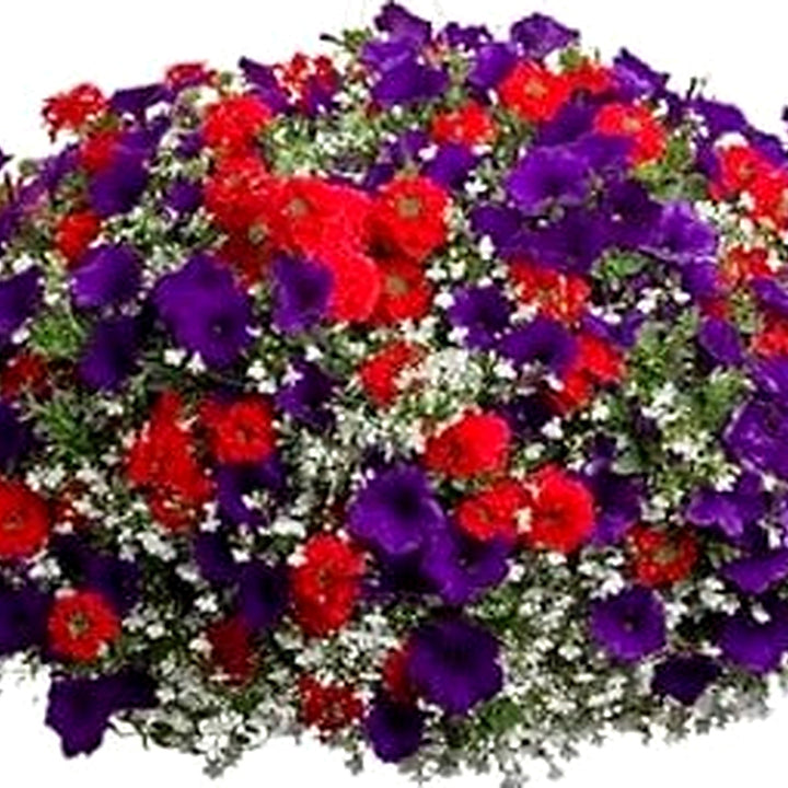 Blue &amp; Red Hanging Petunia Flower Seeds for Planting [neera-v5-8f3e4361e35b143a60cc]