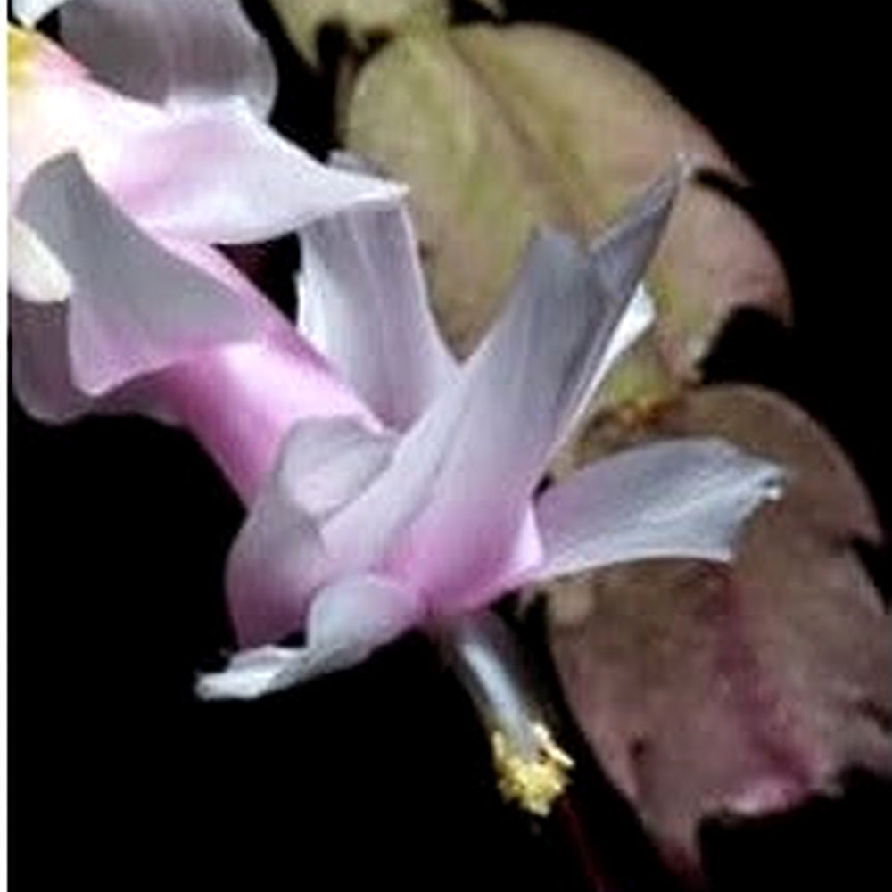 White Zygocactus Seeds for Planting [neera-v5-8f4565708cd822d1dd6f]