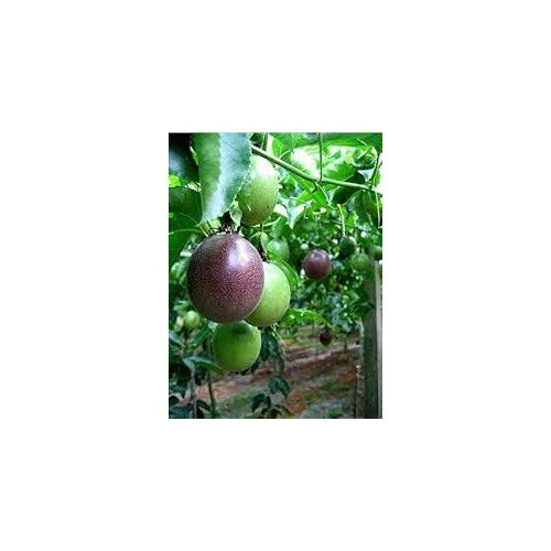 Purple Passiflora Incarnata Fruit Seeds [neera-v5-8f45f814d42ae27e3bd6]